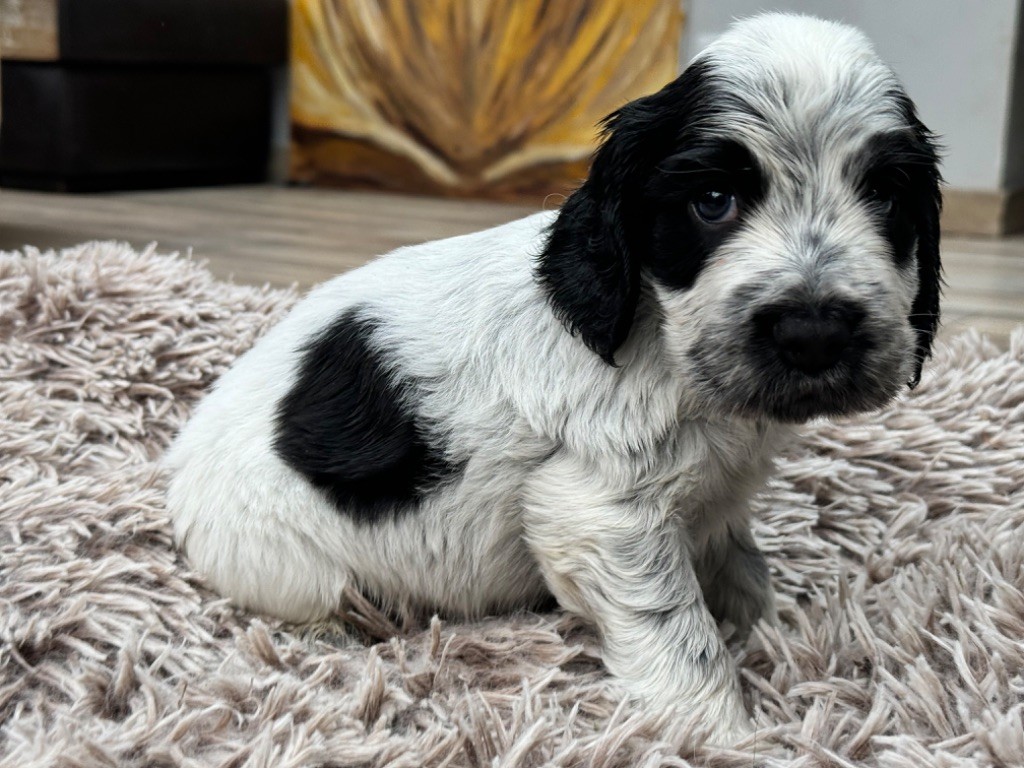 So sweet and Lovely - Chiot disponible  - Cocker Spaniel Anglais