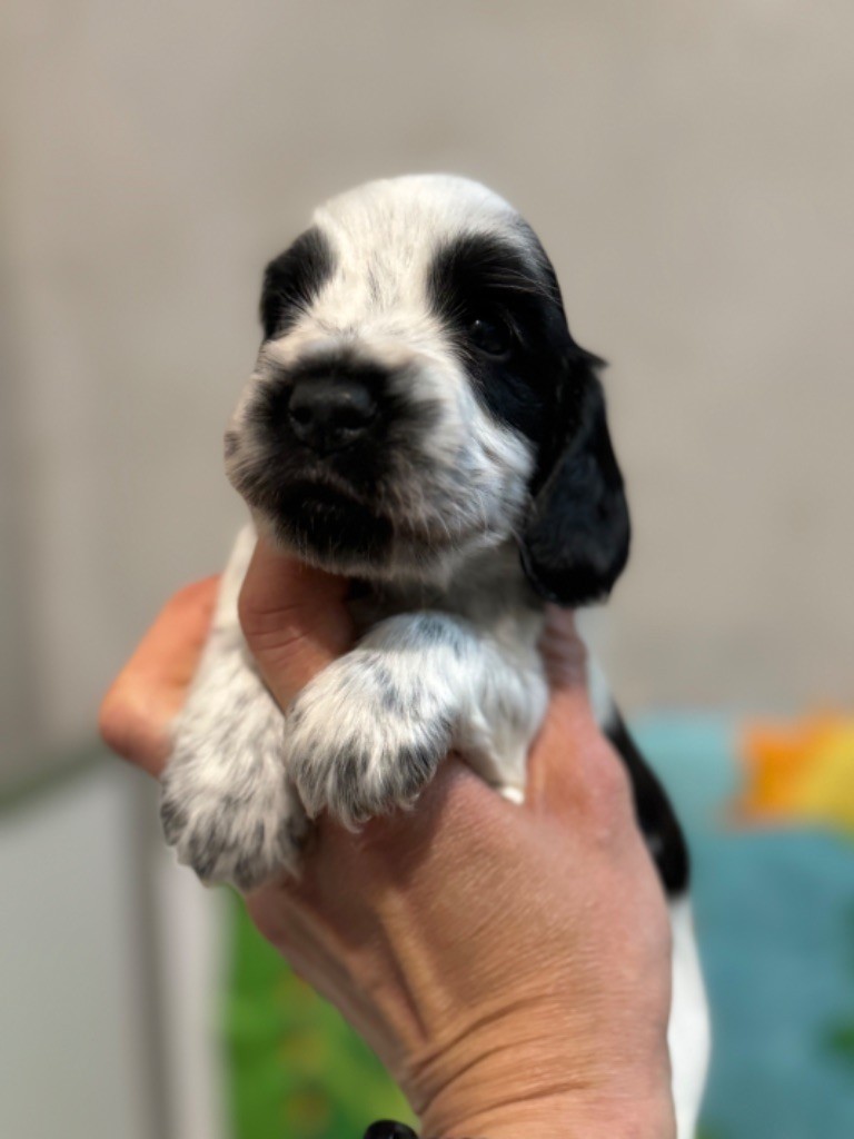 So sweet and Lovely - Chiot disponible  - Cocker Spaniel Anglais