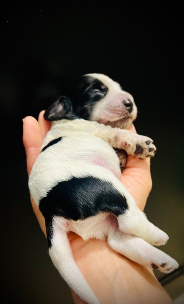 So sweet and Lovely - Chiot disponible  - Cocker Spaniel Anglais