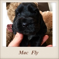 Mac Fly