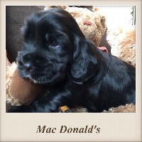 Mac Donald's