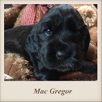 Mac Gregor