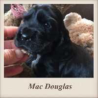 Mac Douglas