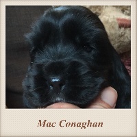 Mac Conaghan