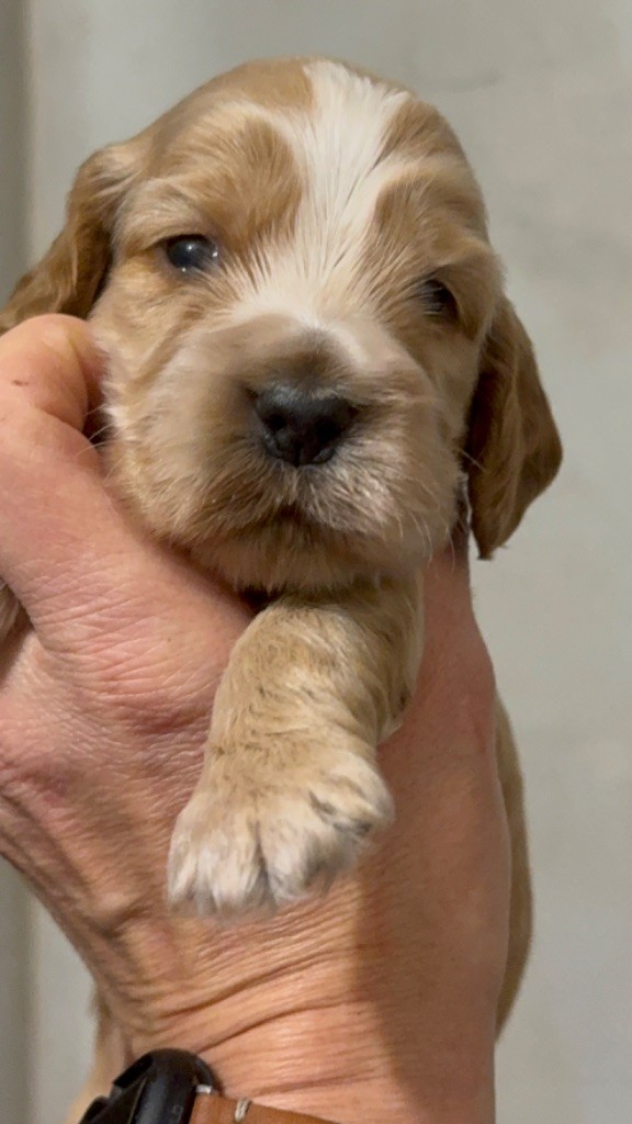 So sweet and Lovely - Chiot disponible  - Cocker Spaniel Anglais