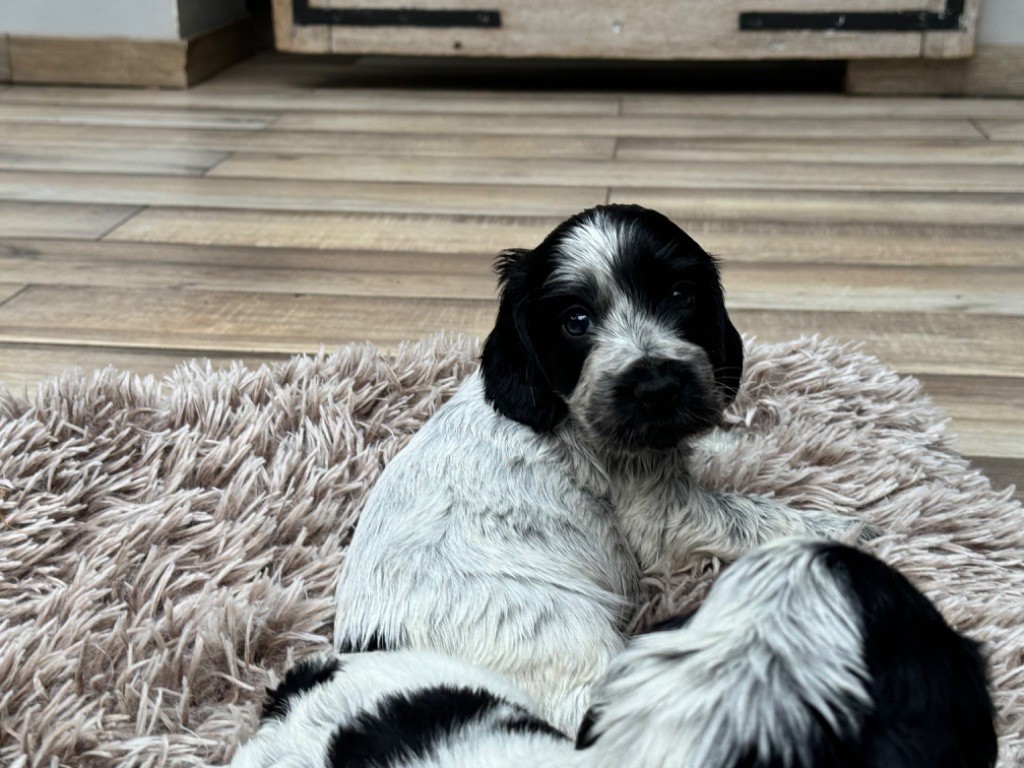 So sweet and Lovely - Chiot disponible  - Cocker Spaniel Anglais