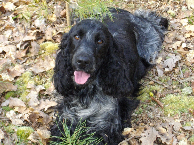 Destiny show du domaine bagheera