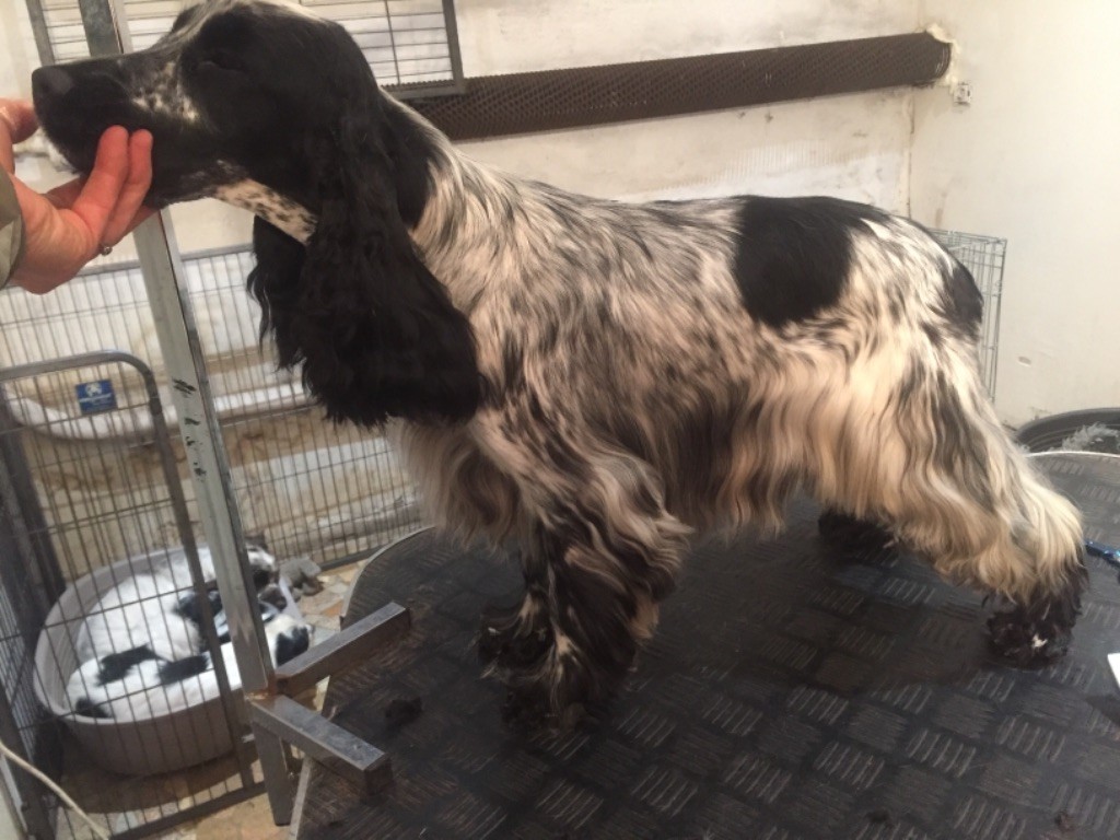 Missy du domaine bagheera