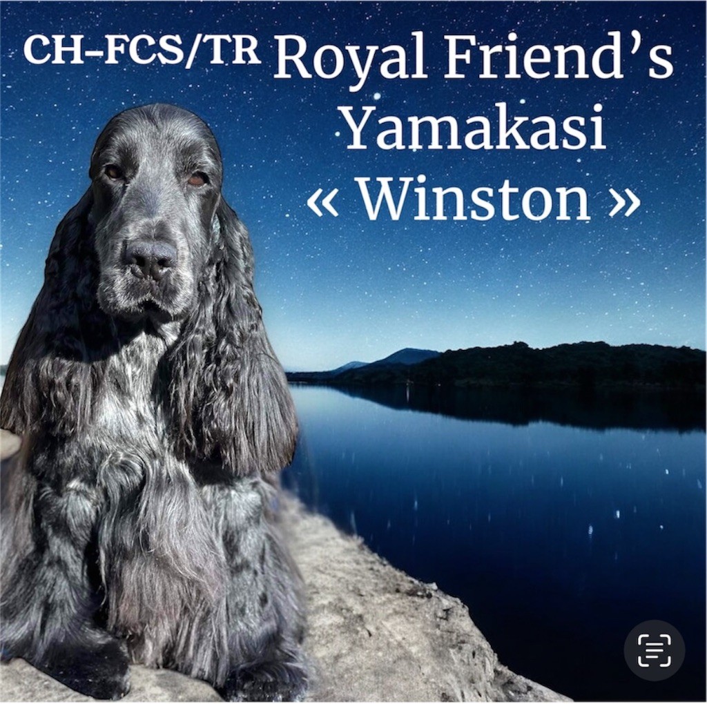 TR. CH. royal's friend team Yamakasi