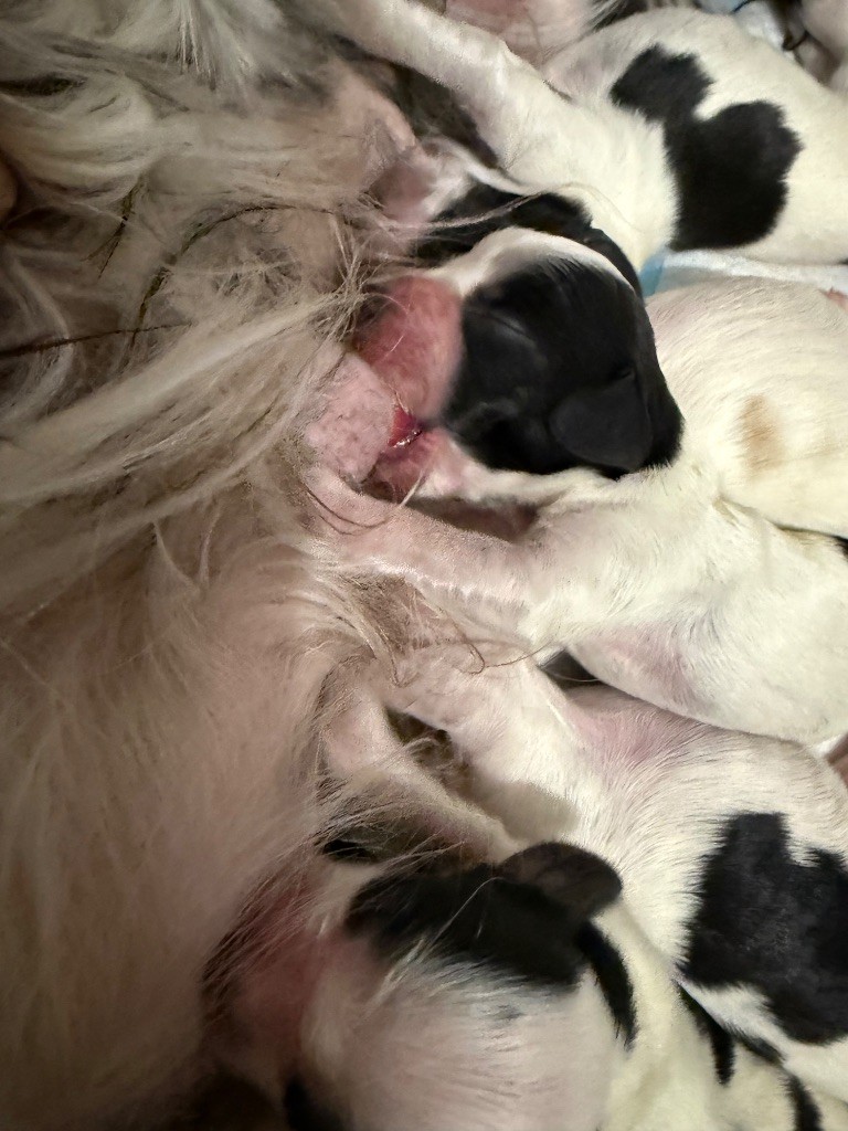So sweet and Lovely - Chiots disponibles - Cocker Spaniel Anglais