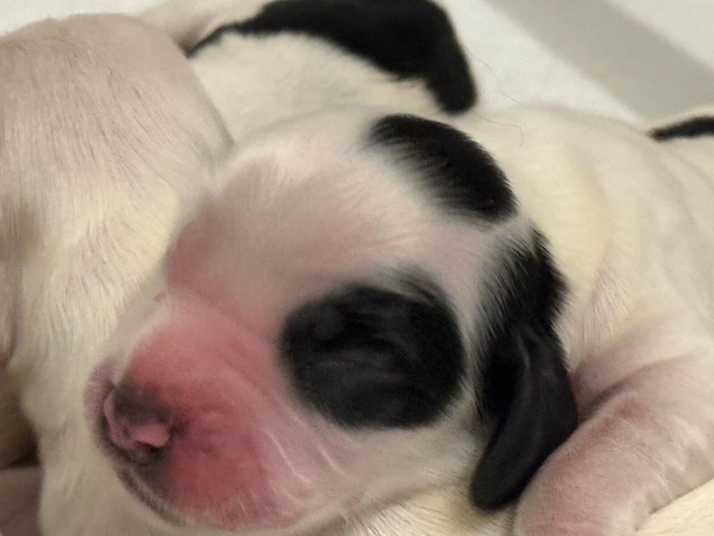 So sweet and Lovely - Chiots disponibles - Cocker Spaniel Anglais