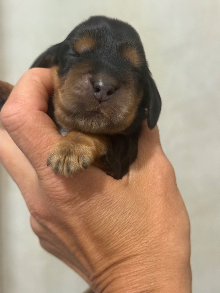 So sweet and Lovely - Chiots disponibles - Cocker Spaniel Anglais