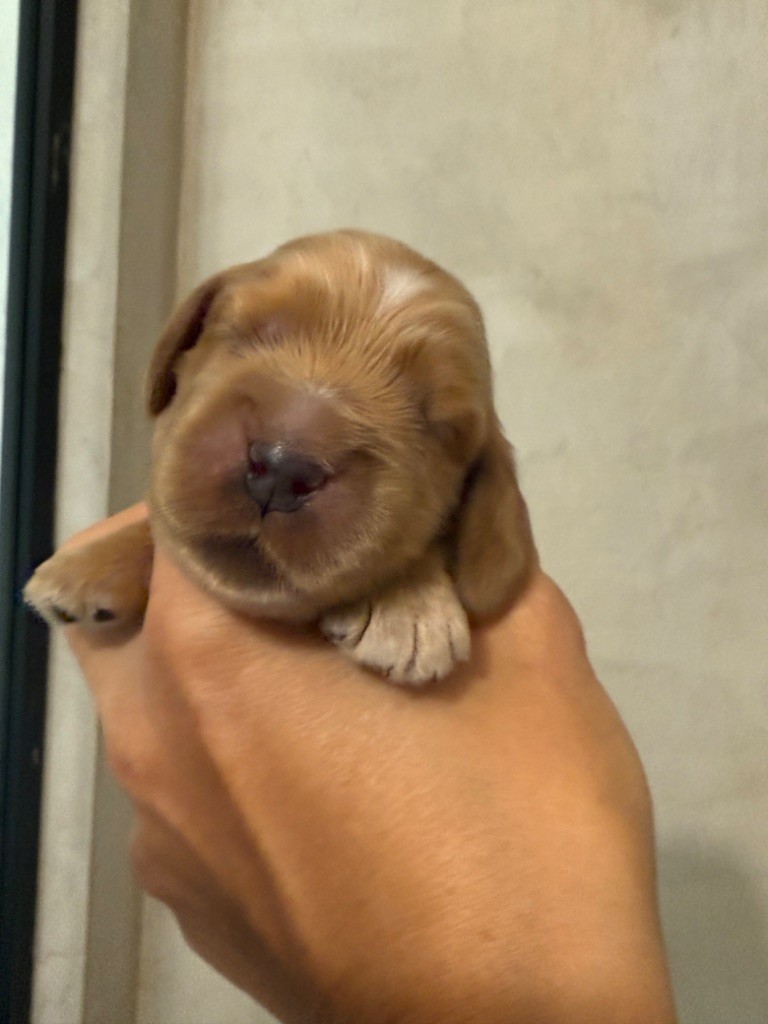 So sweet and Lovely - Chiots disponibles - Cocker Spaniel Anglais