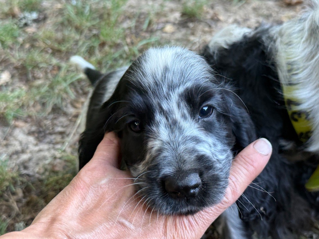 So sweet and Lovely - Chiots disponibles - Cocker Spaniel Anglais
