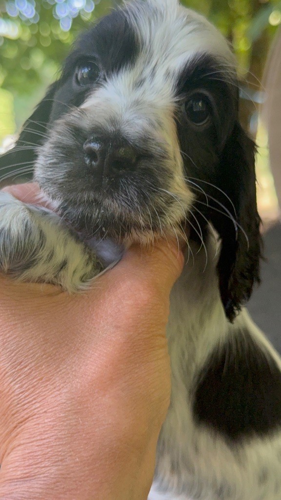 So sweet and Lovely - Chiots disponibles - Cocker Spaniel Anglais