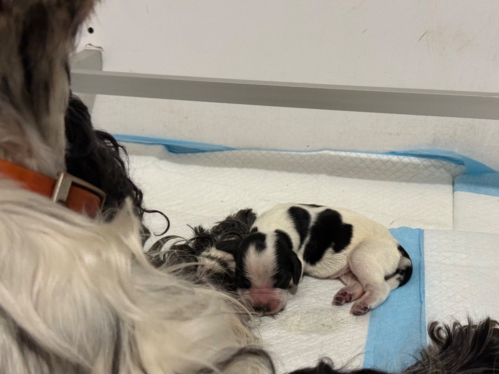So sweet and Lovely - Chiots disponibles - Cocker Spaniel Anglais