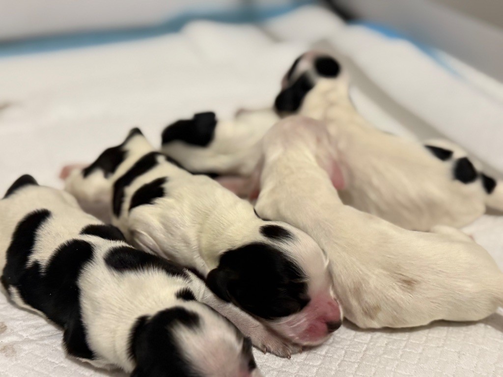 So sweet and Lovely - Chiots disponibles - Cocker Spaniel Anglais