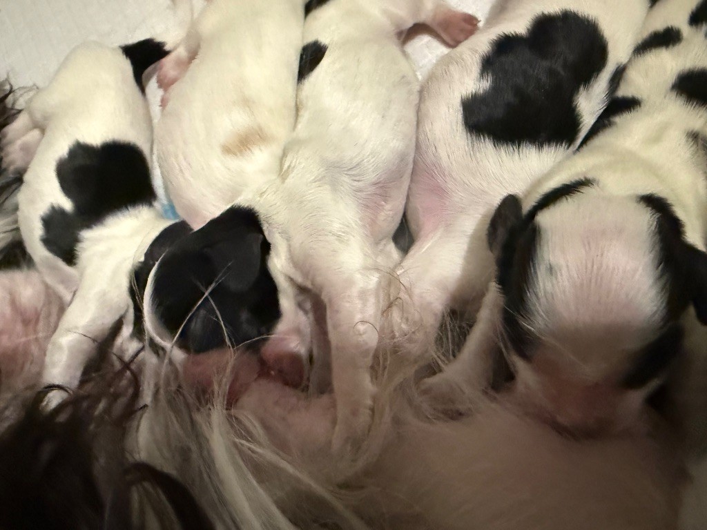 So sweet and Lovely - Chiots disponibles - Cocker Spaniel Anglais