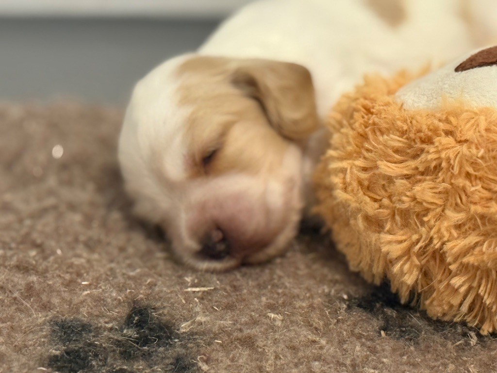 So sweet and Lovely - Chiots disponibles - Cocker Spaniel Anglais
