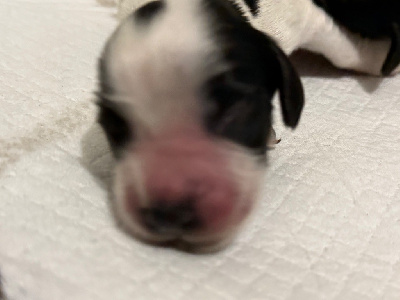 CHIOT 8