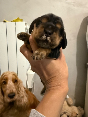 CHIOT 4