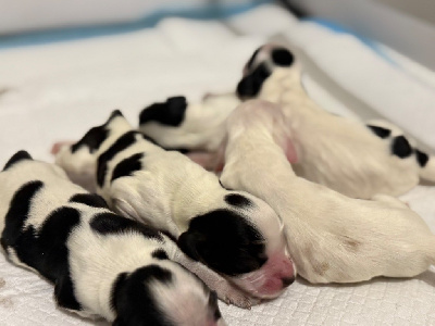 CHIOT 2