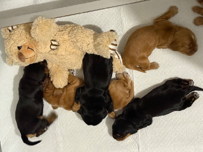 CHIOT 2