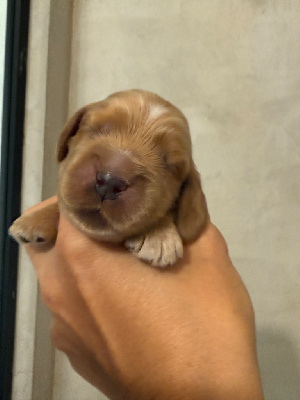 CHIOT 1