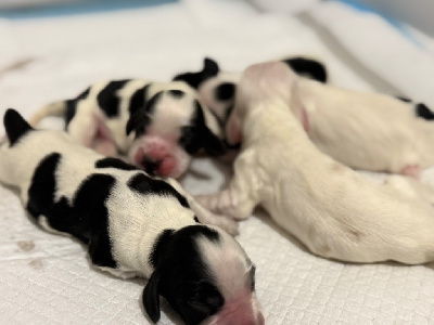 CHIOT 3