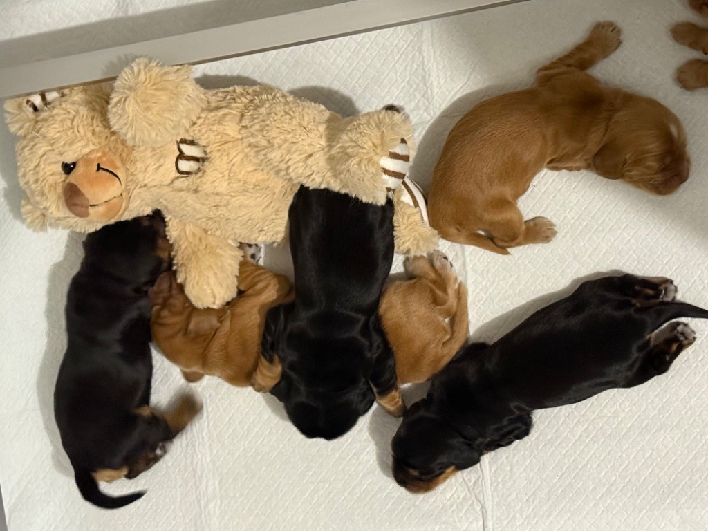 So sweet and Lovely - Chiots disponibles - Cocker Spaniel Anglais