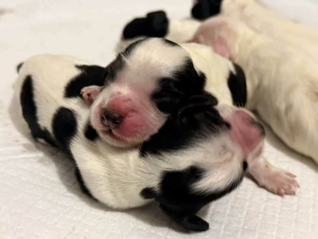So sweet and Lovely - Chiots disponibles - Cocker Spaniel Anglais