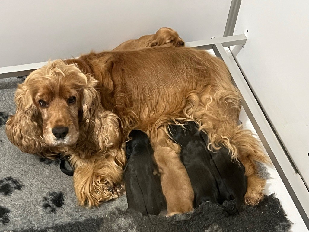 Chiot Cocker Spaniel Anglais So sweet and Lovely