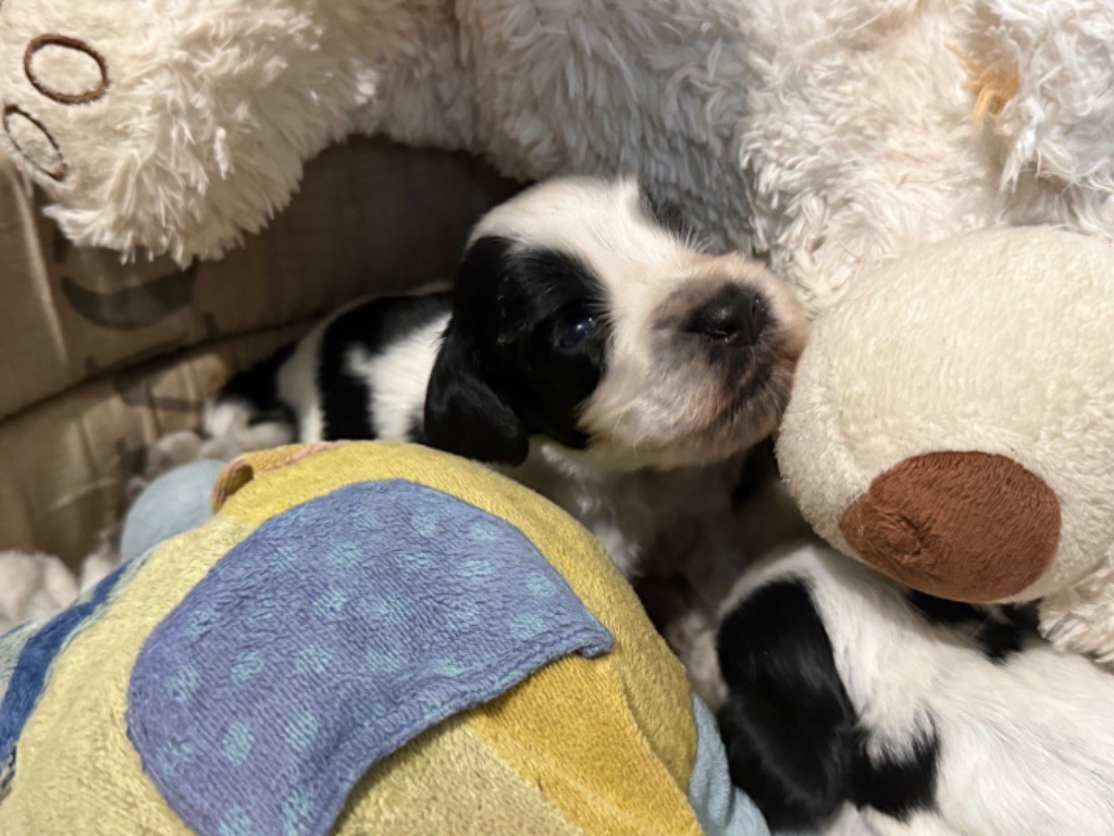 So sweet and Lovely - Chiots disponibles - Cocker Spaniel Anglais